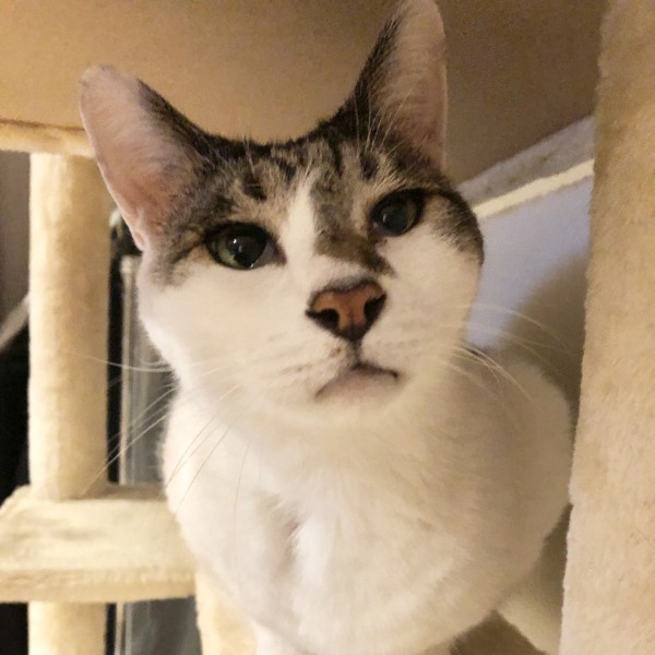 猫 雑種（ミックス） ラブの写真