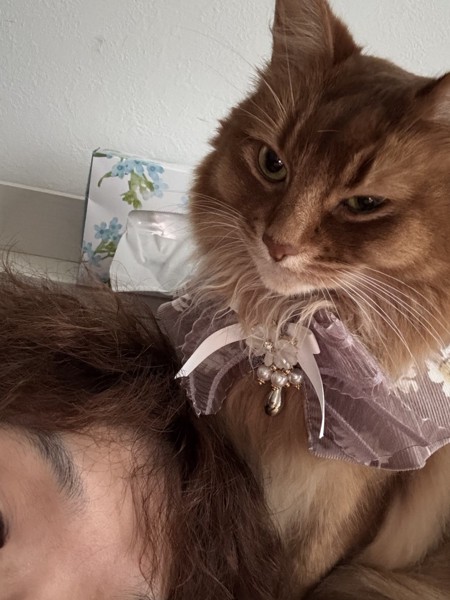 猫 ソマリ レックスの写真