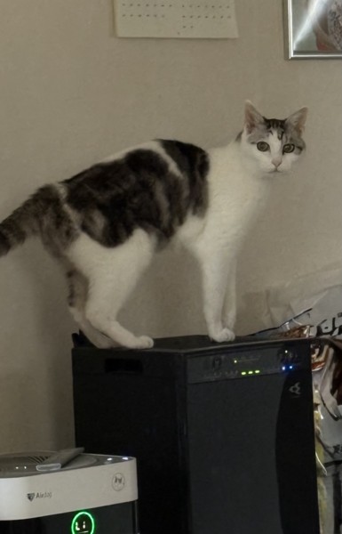 猫 サバシロ もーしゃんの写真