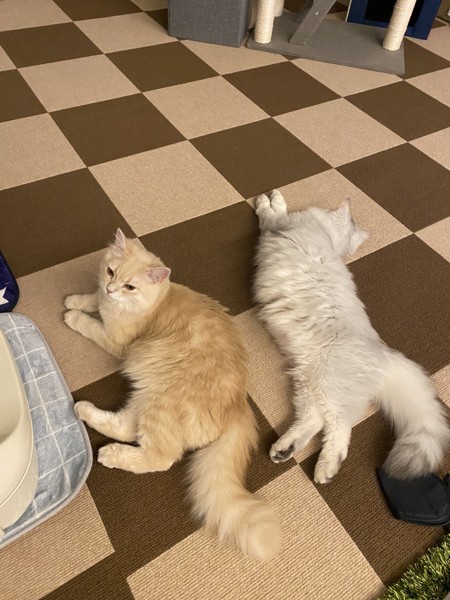 猫 セルカークレックス ノア＆メルルの写真