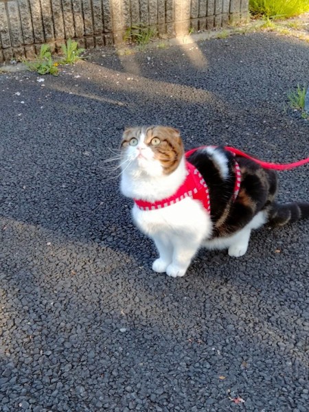 猫 スコティッシュフォールド ふーちゃんの写真