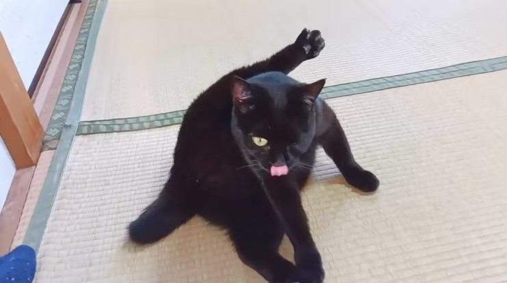 猫 黒猫 ごまちゃんの写真