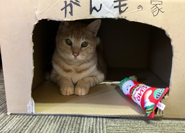 猫 茶トラ がんもの写真