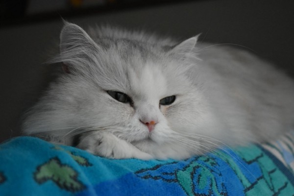 猫 ミヌエット むぎの写真