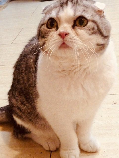 猫 スコティッシュフォールド きんちゃんの写真