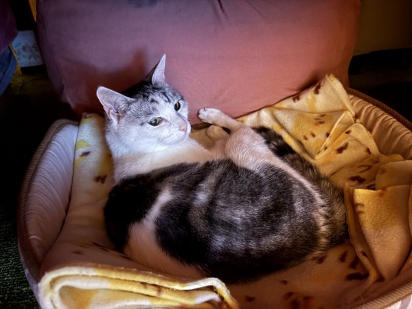 猫 サバシロ もーしゃんの写真