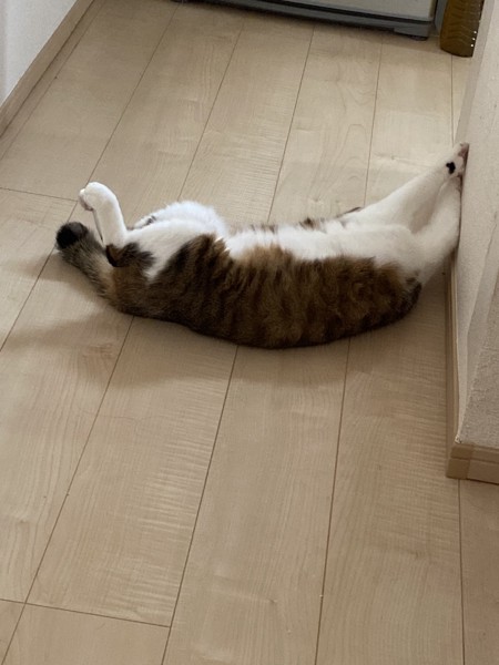 猫 キジシロ ノキアの写真