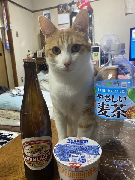 猫 茶白トラ ミモの写真