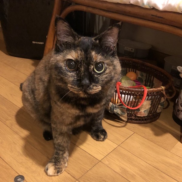 猫 サビ猫 ポンちゃんの写真