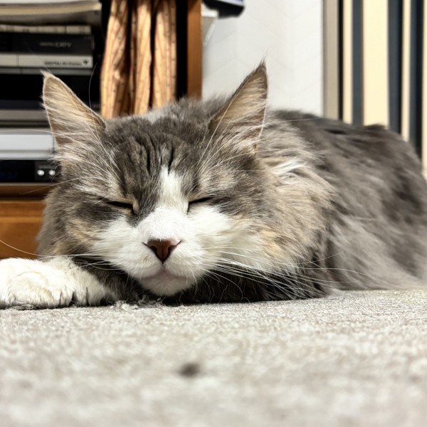 猫 雑種（ミックス） Lukeの写真