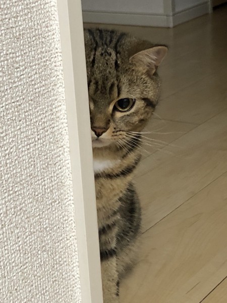 猫 ミックス りちゅの写真