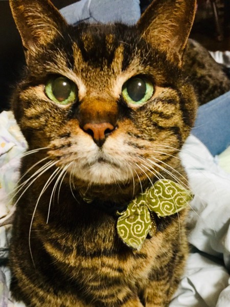 猫 雑種（ミックス） 文太の写真