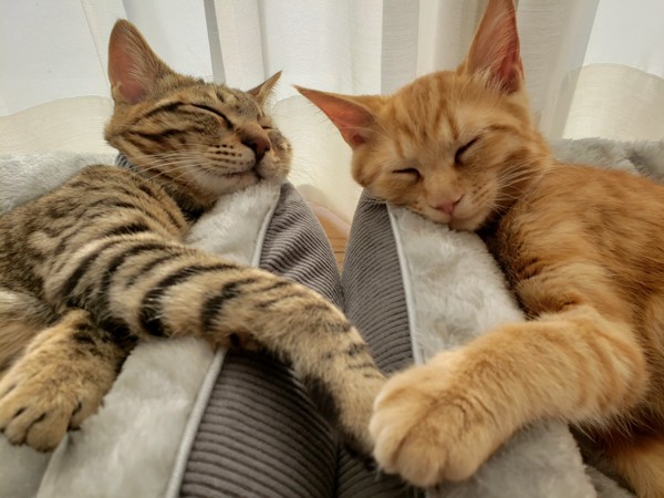 猫 キジトラ 福&神楽の写真