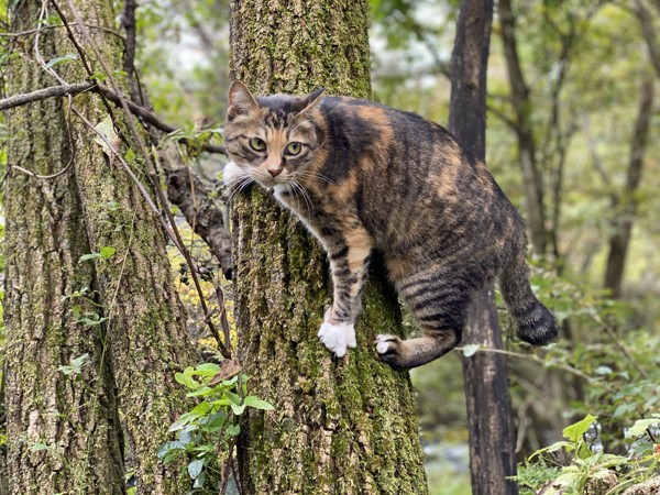 猫 雑種 たまの写真