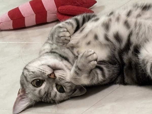 猫 アメリカンショートヘア ぺロちゃんの写真