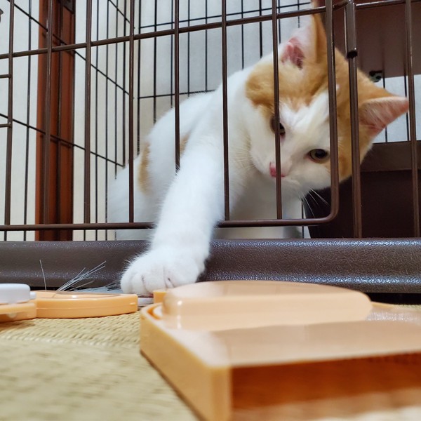 猫 マンチカン チャイの写真