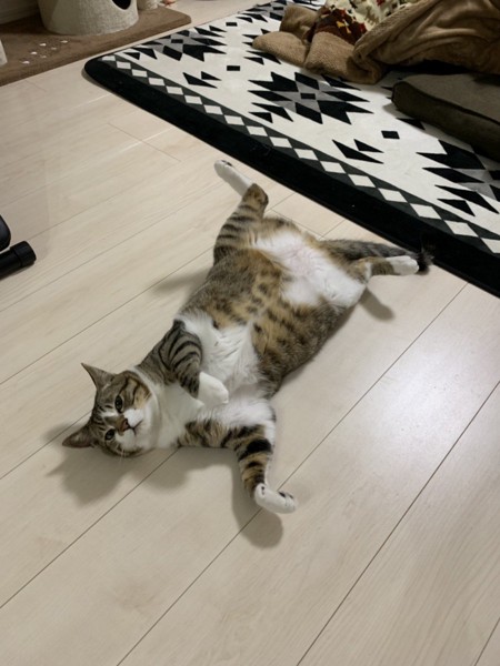 猫 雑種（ミックス） キョンの写真