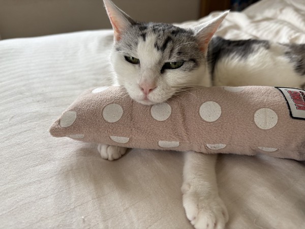 猫 サバシロ もーしゃんの写真