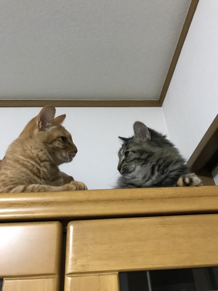 猫 雑種（ミックス） つくね&むぎの写真