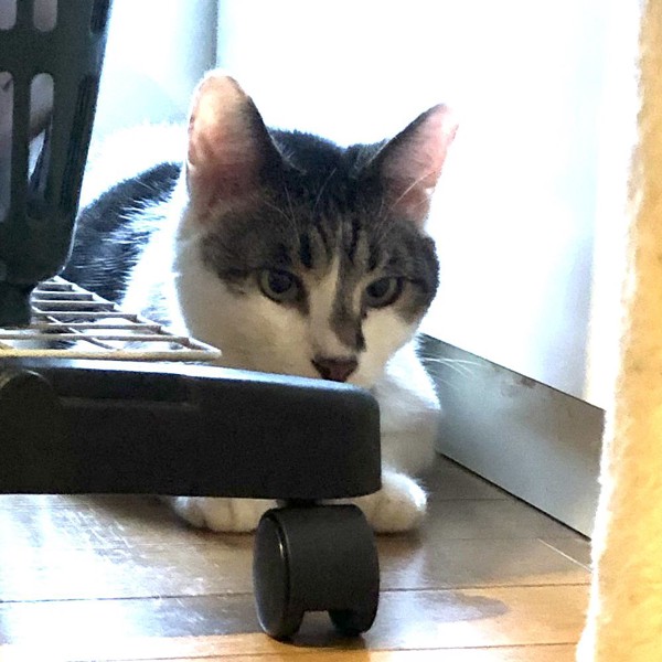 猫 雑種（ミックス） ラブの写真