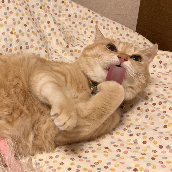 猫 茶トラ 杏（あん）ちゃんの写真