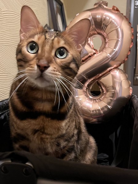 猫 ベンガル Ottoの写真