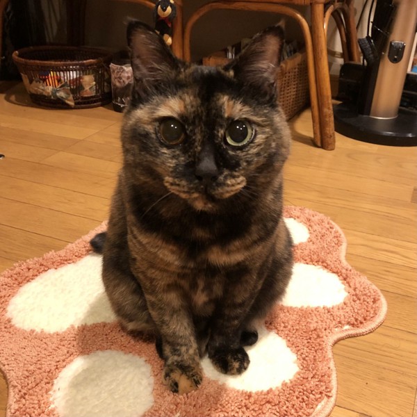 猫 サビ猫 ポンちゃんの写真