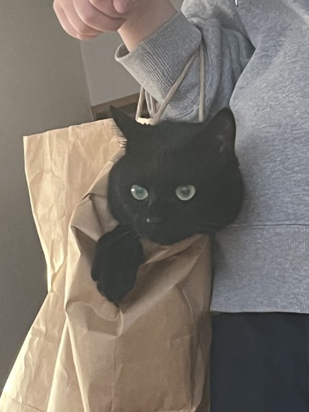 猫 黒猫 アルの写真