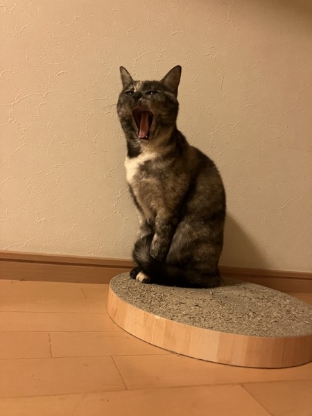 猫 サビ猫 うみの写真