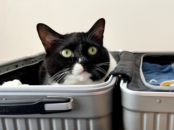 猫 黒ブチ さぬきの写真
