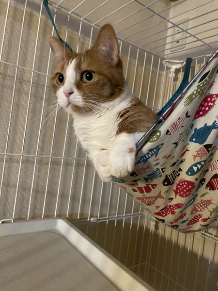 猫 マンチカン チャーの写真