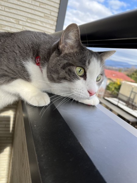 猫 サバシロ 龍我の写真