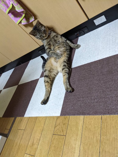 猫 モモちゃん モモちゃんの写真