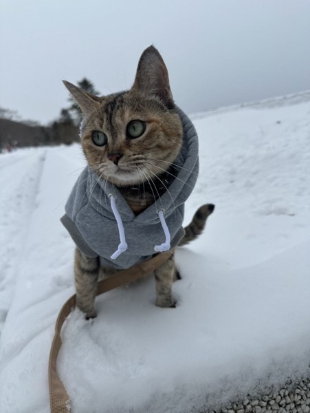 猫 マンチカン みーこの写真