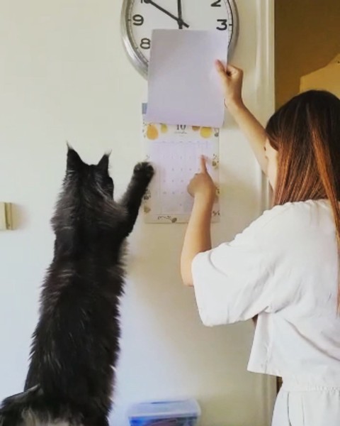 猫 メインクーン スカイラの写真