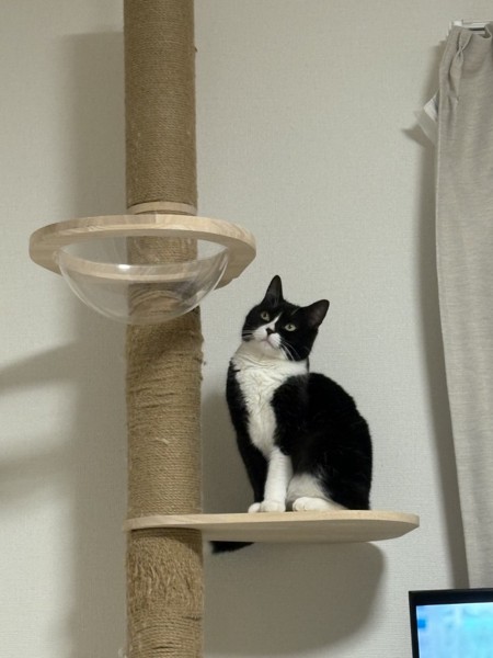 猫 MIX ぐー君の写真