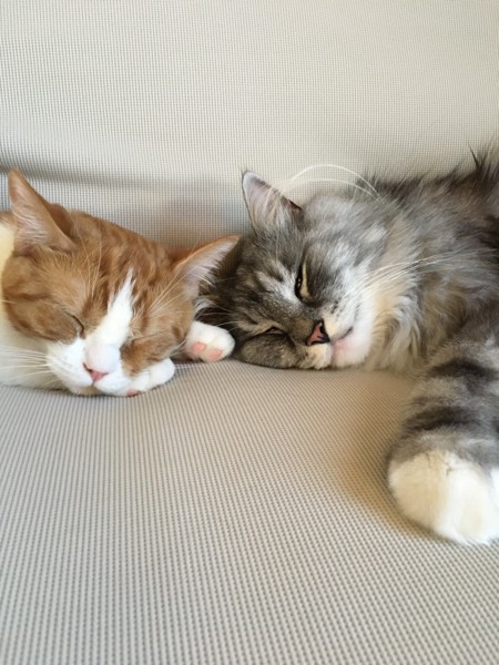 猫 ノルウェージャンフォレストキャット ルイの写真