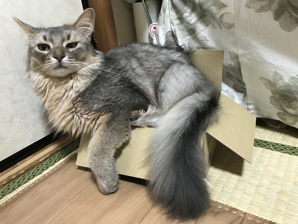 猫 ソマリ ソイの写真