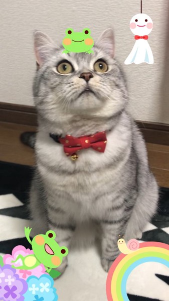 猫 スコティッシュフォールド レオンの写真