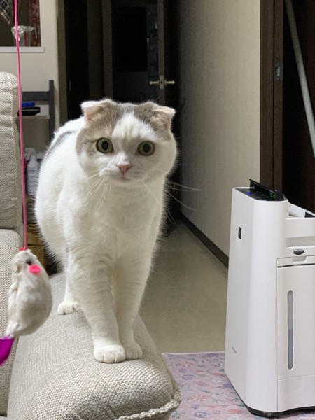 猫 スコティッシュフォールド 定春の写真