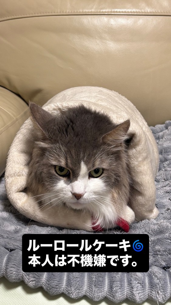 猫 雑種（ミックス） ルークの写真