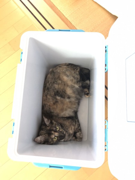 猫 サビ猫 うみちゃんの写真