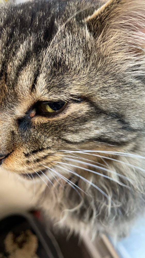 猫 雑種（ミックス） いとの写真