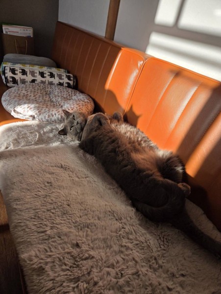 猫 ブリティッシュショートヘア りーの写真