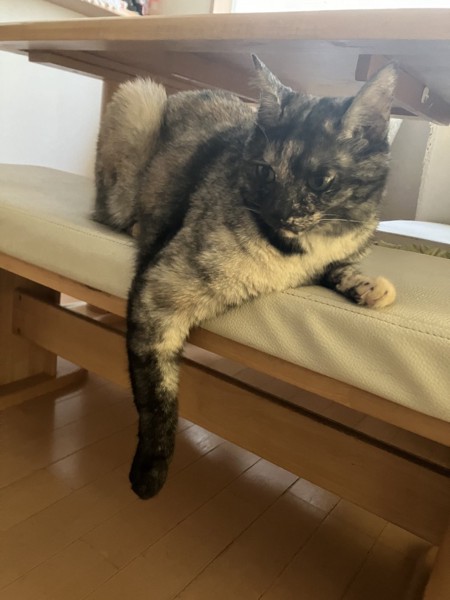 猫 サビ猫 うみの写真