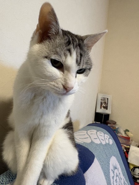 猫 サバシロ もーしゃんの写真