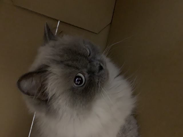 猫 ヒマラヤン ハチの写真