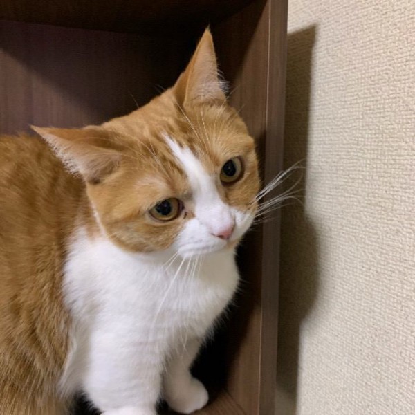 猫 マンチカン チャーの写真