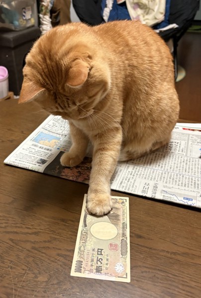 猫 雑種（ミックス） おこげの写真