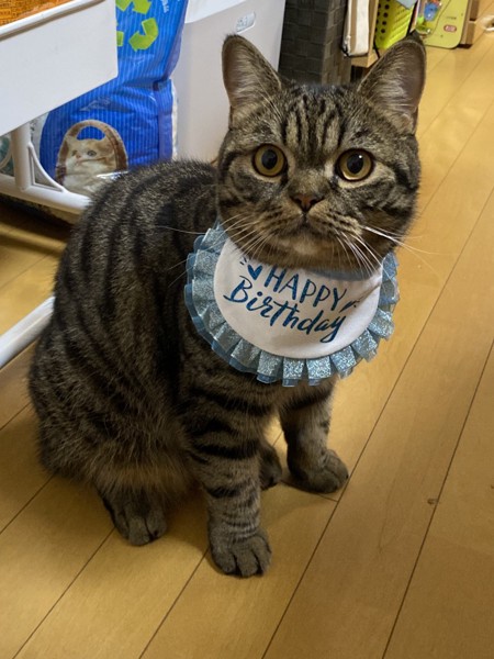 猫 ミヌエット 大吉の写真